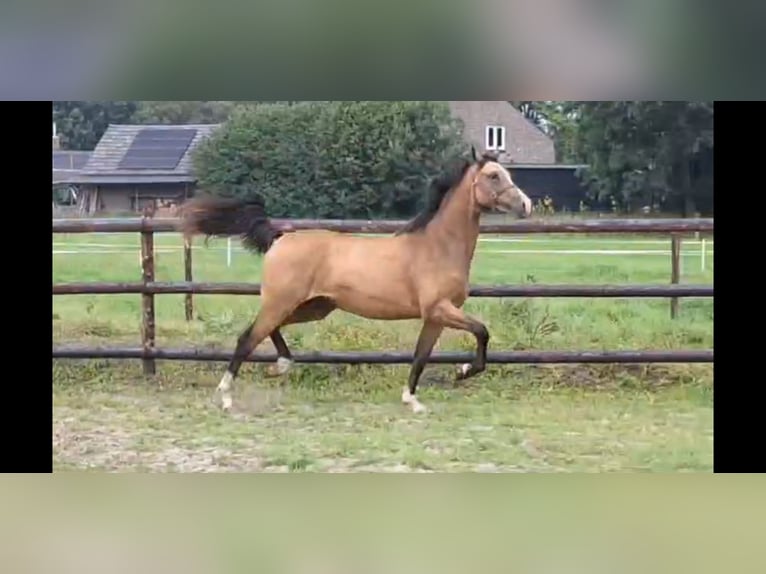 NRPS Mare 2 years 14 hh Buckskin in Sint Hubert