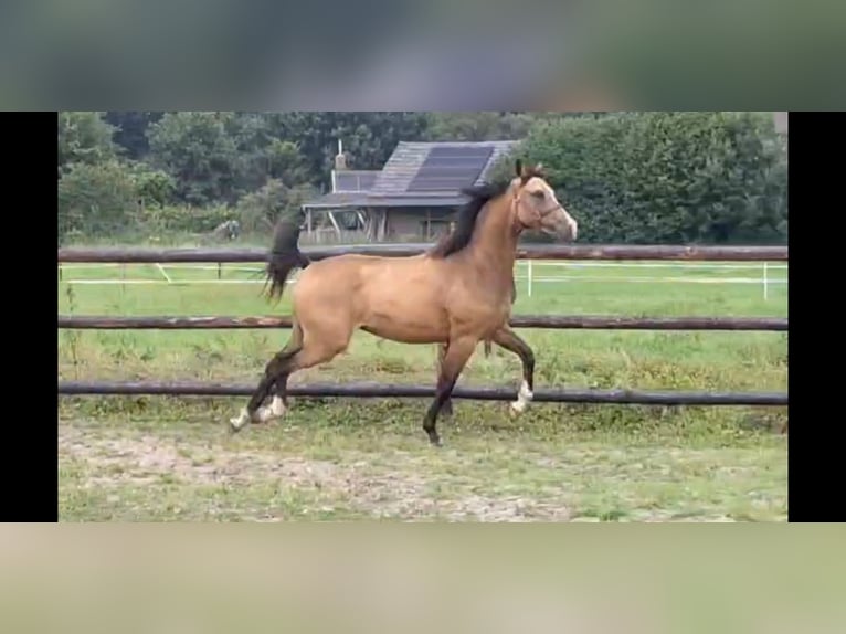 NRPS Mare 2 years 14 hh Buckskin in Sint Hubert