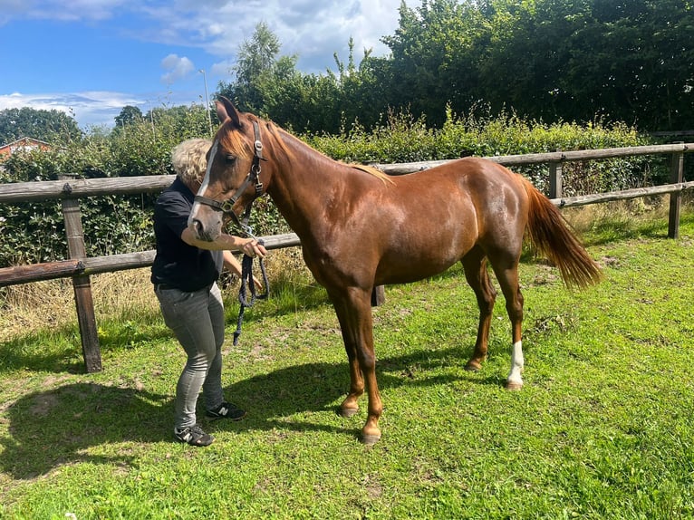 NRPS Mare 2 years 14 hh Chestnut-Red in Laren