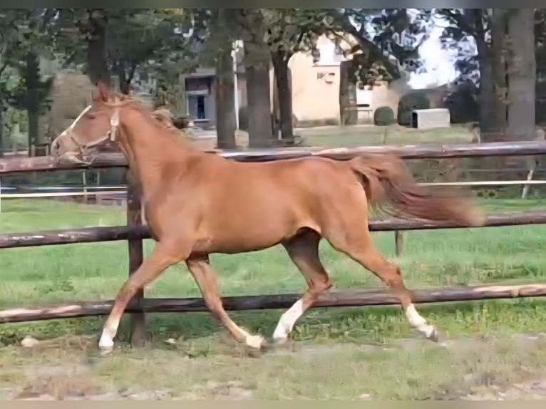 NRPS Mare 2 years 14,1 hh Chestnut-Red in Sint Hubert