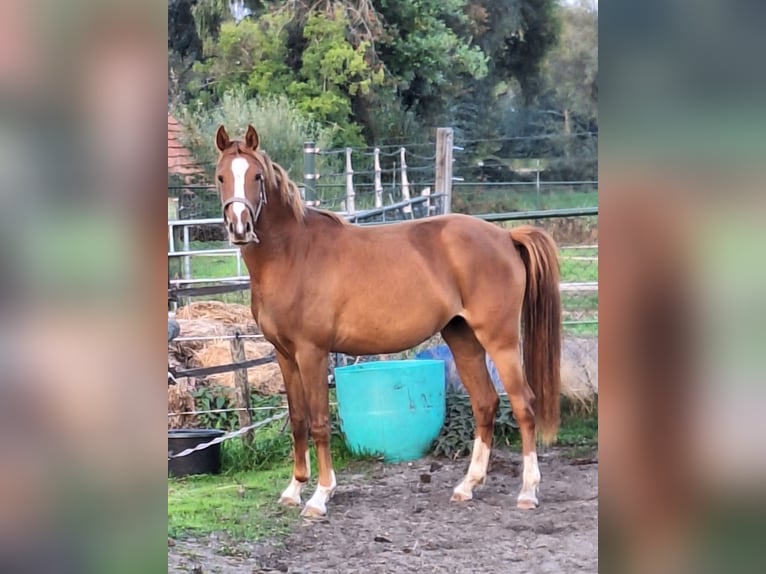 NRPS Mare 2 years 14,1 hh Chestnut-Red in Sint Hubert