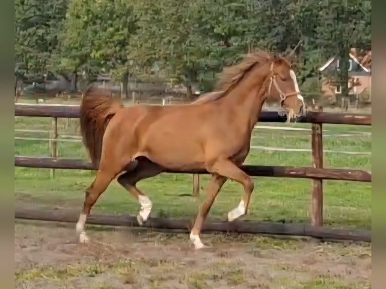 NRPS Mare 2 years 14,1 hh Chestnut-Red in Sint Hubert