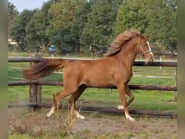 NRPS Mare 2 years 14,1 hh Chestnut-Red in Sint Hubert