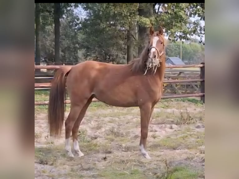NRPS Mare 2 years 14,1 hh Chestnut-Red in Sint Hubert