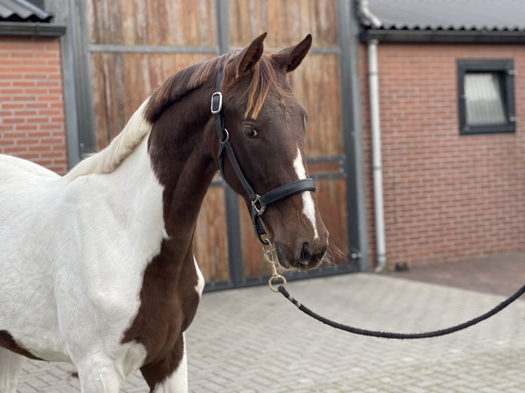 NRPS Mare 2 years 15,2 hh Pinto in Zieuwent