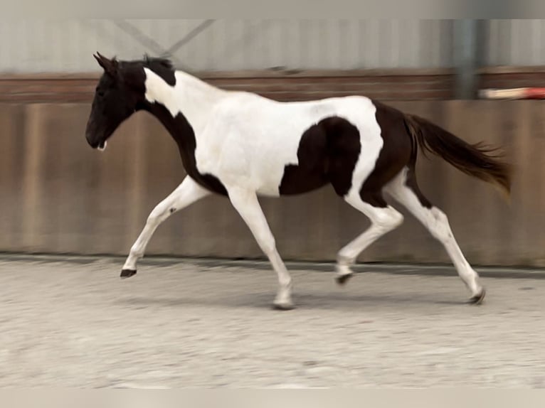 NRPS Mare 2 years 15,2 hh Pinto in Zieuwent