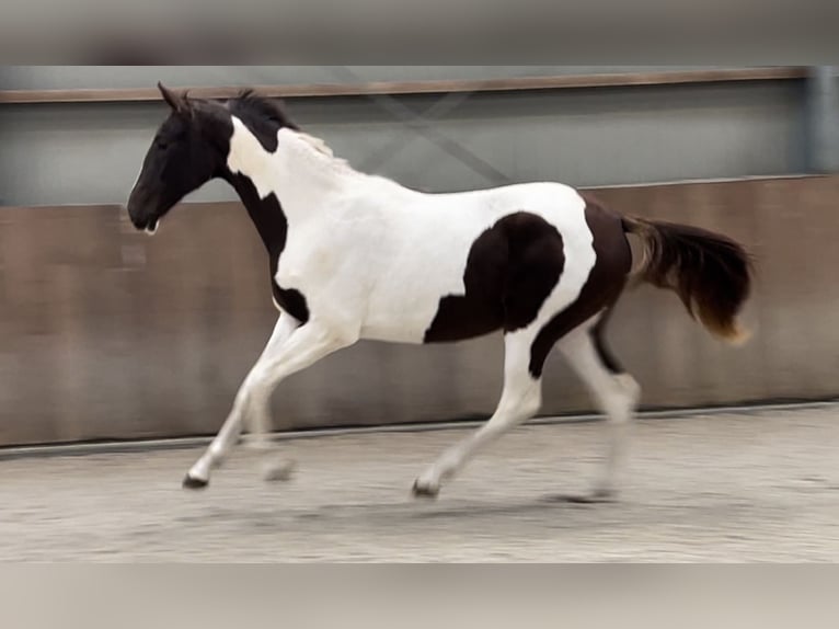 NRPS Mare 2 years 15,2 hh Pinto in Zieuwent