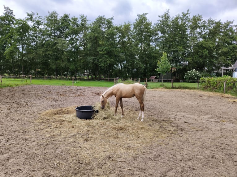 NRPS Mare 2 years 15 hh Palomino in Dwingeloo