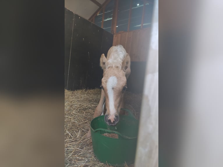 NRPS Mare 2 years 15 hh Palomino in Dwingeloo