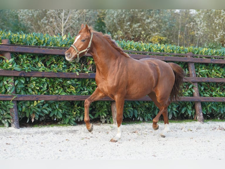 NRPS Mare 2 years 15,2 hh Black in Groningen