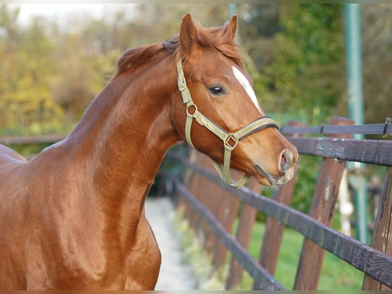 NRPS Mare 2 years 15,2 hh Black in Groningen