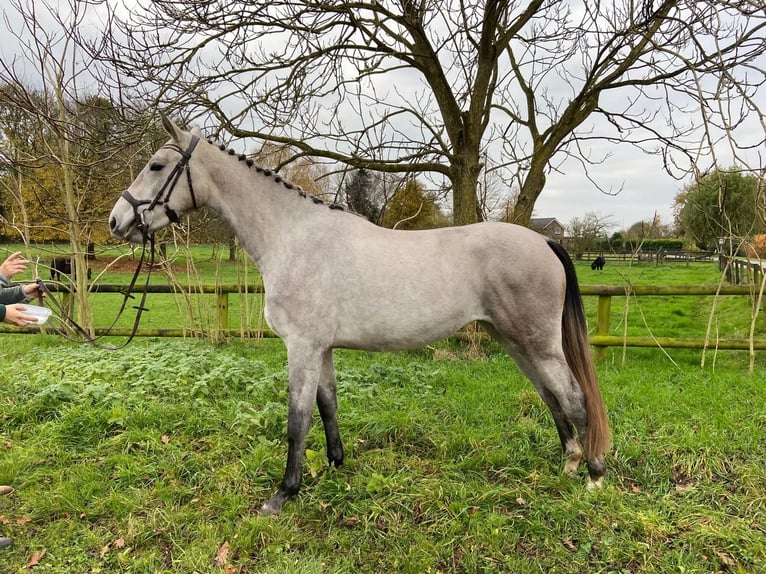 NRPS Mare 2 years 16 hh Gray in Groessen