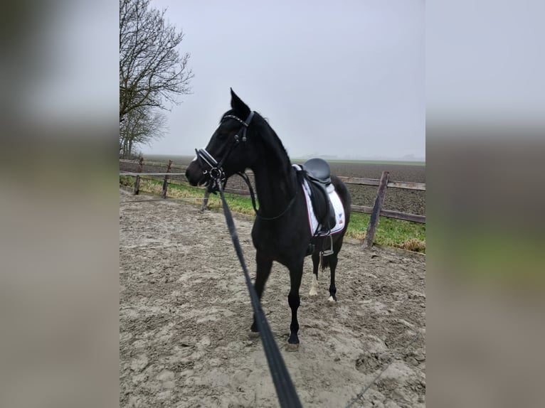 NRPS Mare 3 years 13 hh Smoky-Black in Heijningen