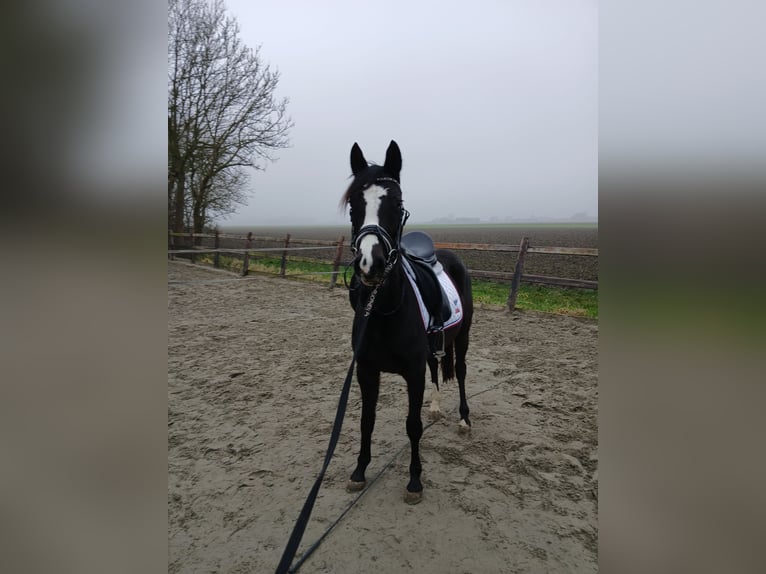 NRPS Mare 3 years 13 hh Smoky-Black in Heijningen