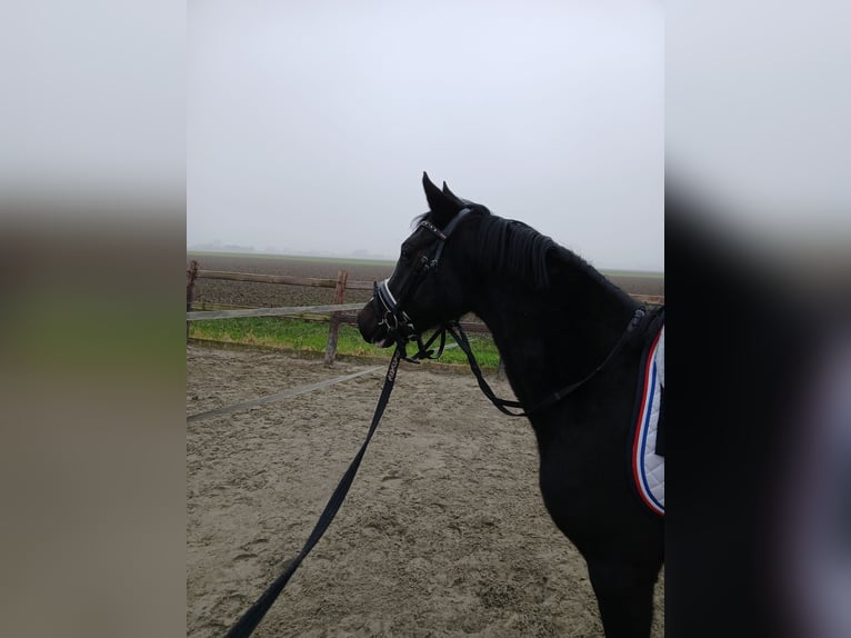 NRPS Mare 3 years 13 hh Smoky-Black in Heijningen