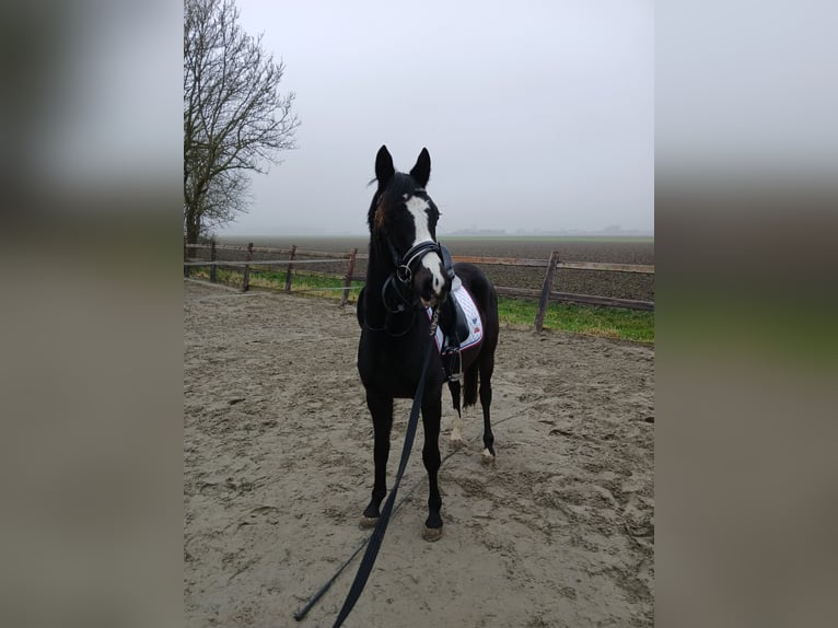 NRPS Mare 3 years 13 hh Smoky-Black in Heijningen