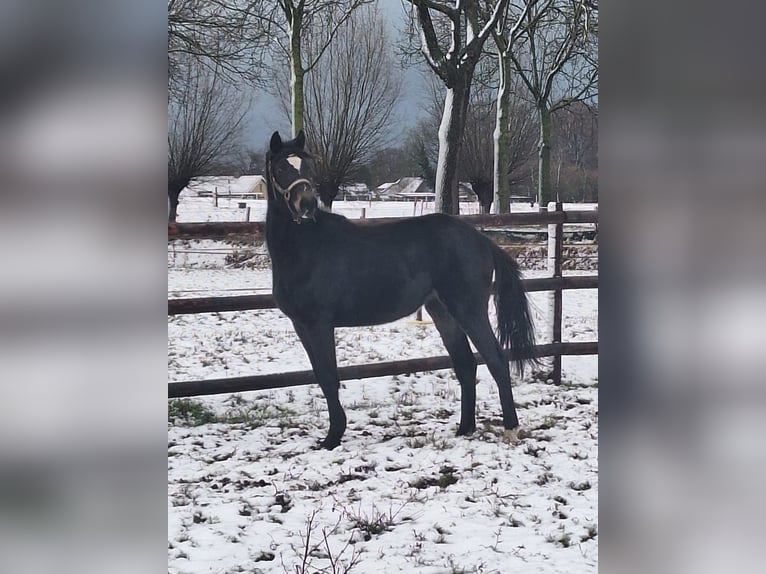 NRPS Mare 3 years 14.1 hh Chestnut-Red in Sint Hubert