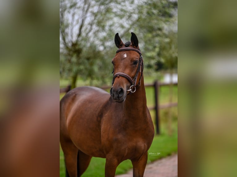 NRPS Mare 3 years 14 hh Brown in Gelselaar