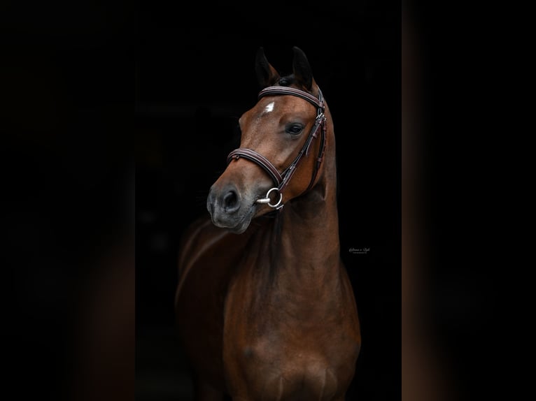 NRPS Mare 3 years 14 hh Brown in Gelselaar