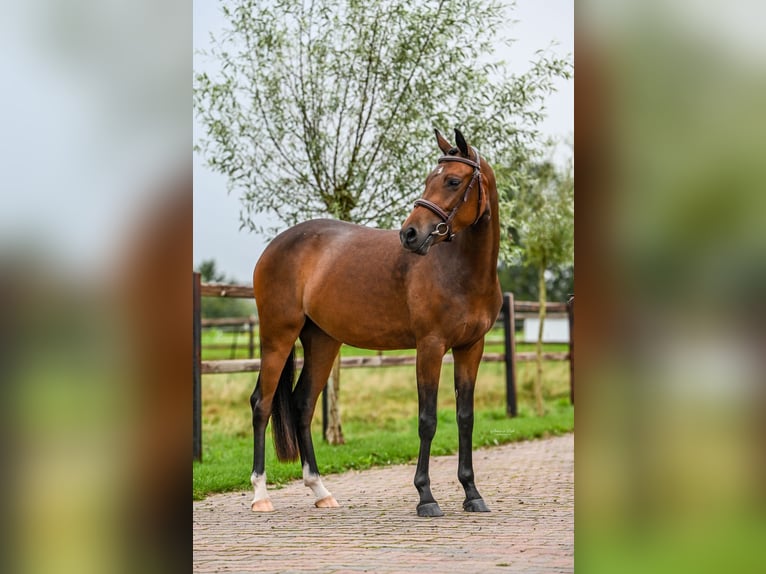 NRPS Mare 3 years 14 hh Brown in Gelselaar