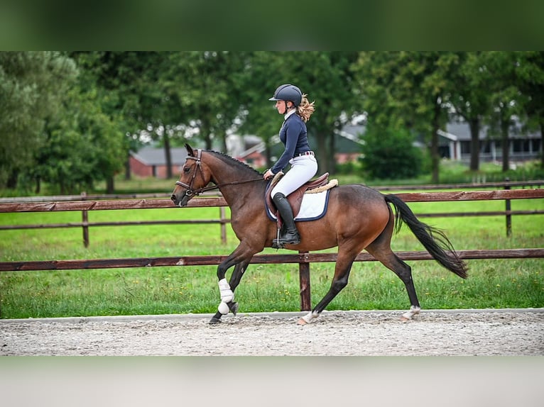 NRPS Mare 3 years 14 hh Brown in Gelselaar