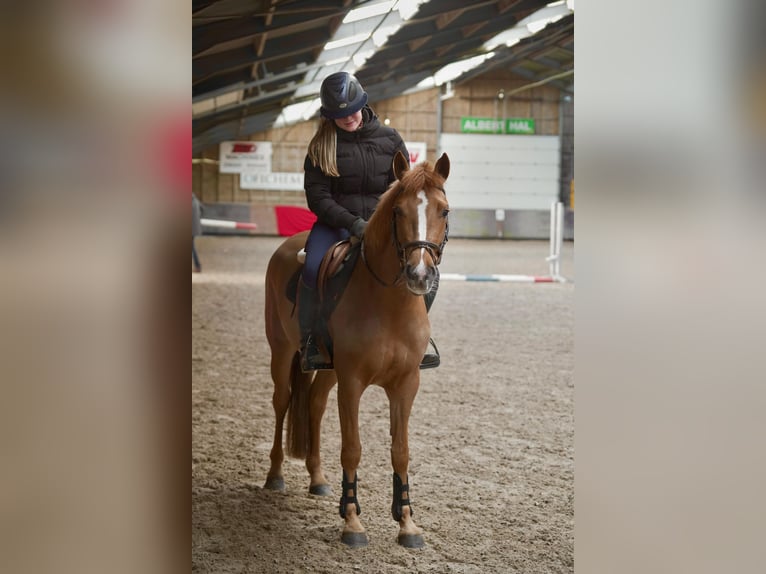 NRPS Mare 3 years 14 hh Chestnut-Red in Nieuw-Buinen