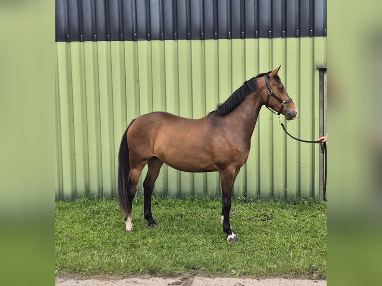 NRPS Mare 3 years 15.2 hh Brown in Eemnes