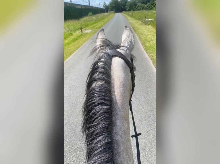 NRPS Mare 3 years 15,2 hh Gray in Groessen