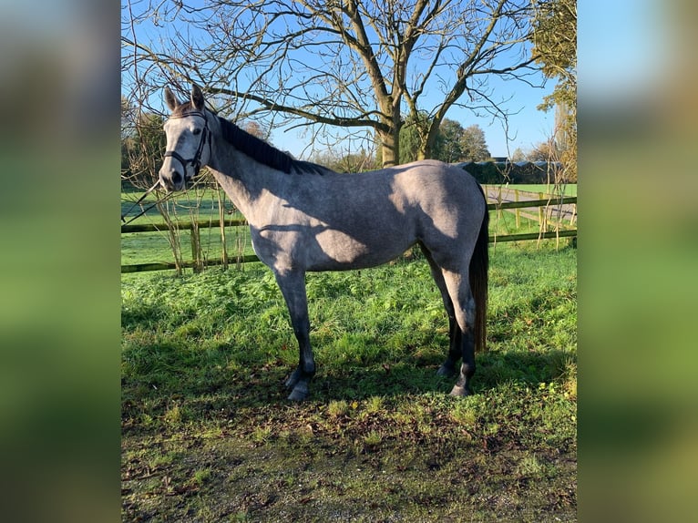 NRPS Mare 3 years 15,2 hh Gray in Groessen