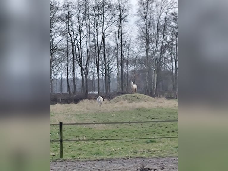 NRPS Mare 3 years 15 hh Palomino in Dwingeloo