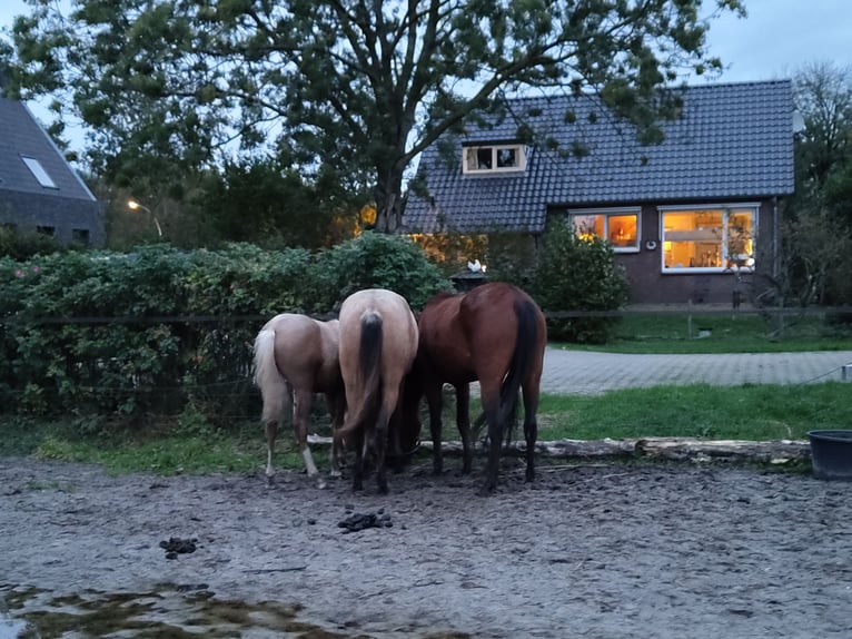 NRPS Mare 3 years 15 hh Palomino in Dwingeloo