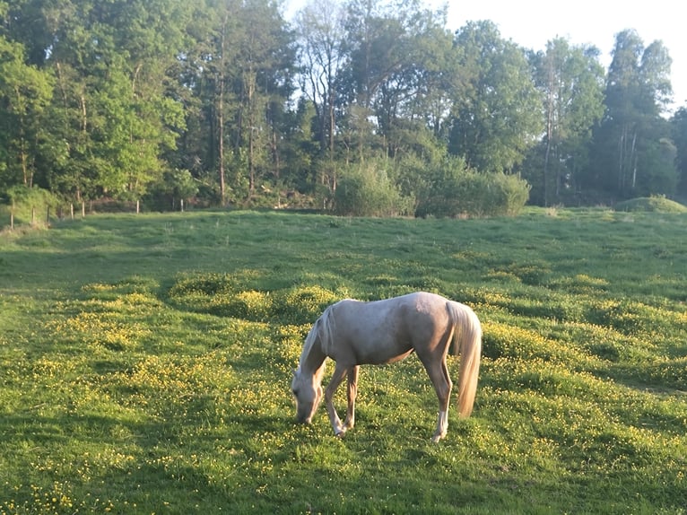 NRPS Mare 3 years 15 hh Palomino in Dwingeloo