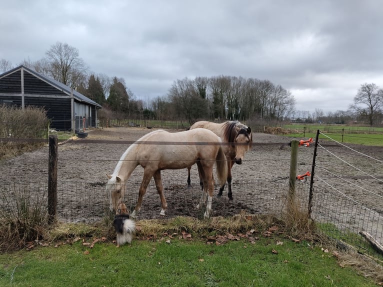 NRPS Mare 3 years 15 hh Palomino in Dwingeloo