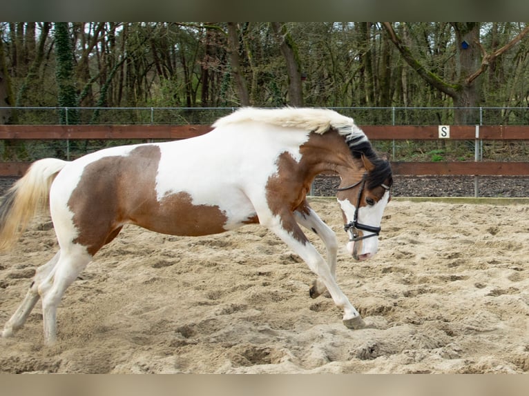 NRPS Mare 3 years 15 hh Pinto in Oss