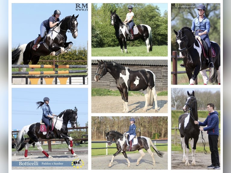 NRPS Mare 3 years 15 hh Pinto in Oss