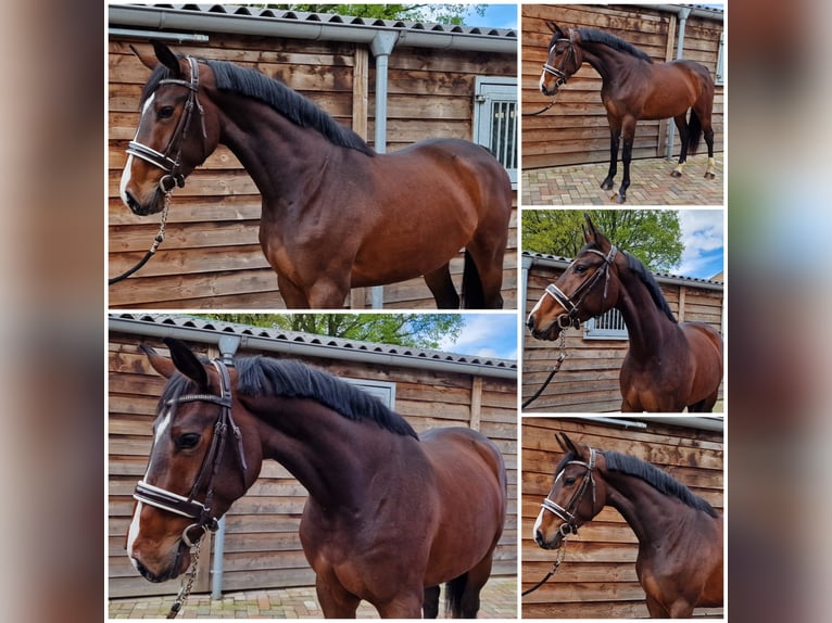NRPS Mare 3 years 16,1 hh Brown in Den ham