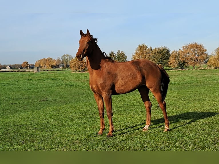 NRPS Mare 3 years 16,1 hh Chestnut-Red in Dalerveen
