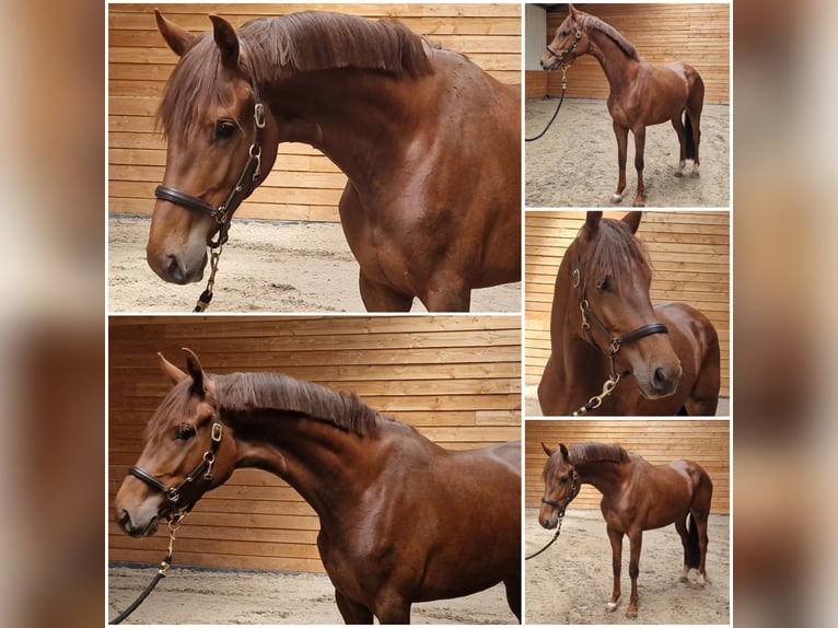 NRPS Mare 3 years Chestnut-Red in Den Ham