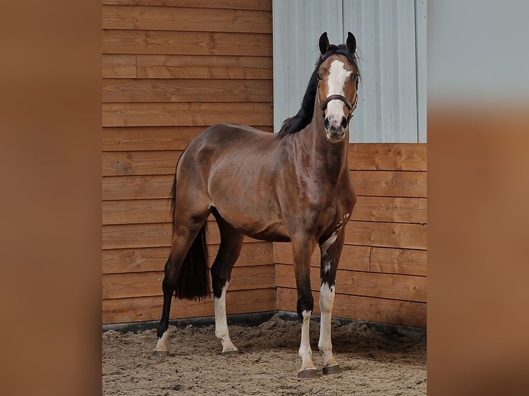 NRPS Mare 3 years  in Den Ham