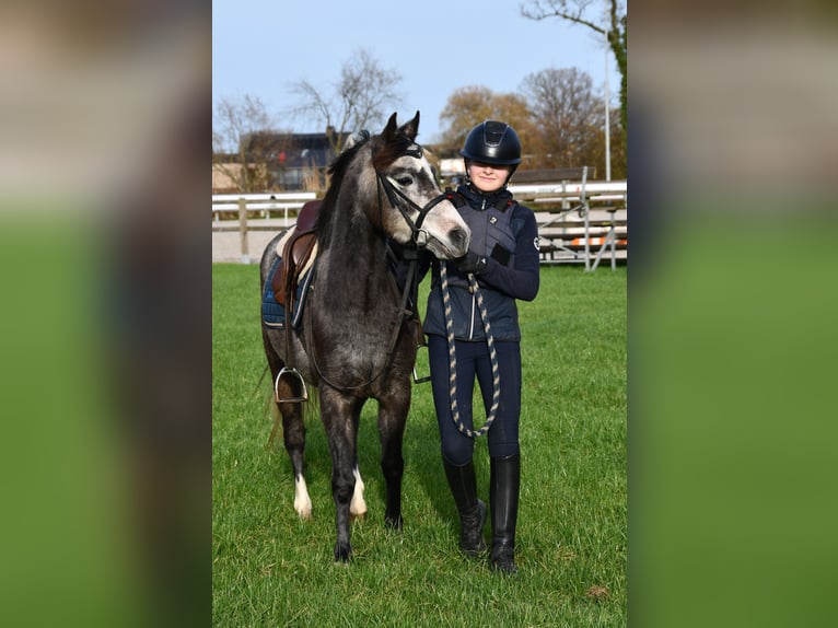 NRPS Mare 4 years 12,3 hh Gray in Markelo