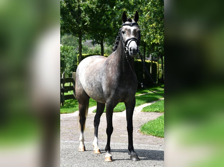 NRPS Mare 4 years 12,3 hh Gray in Markelo