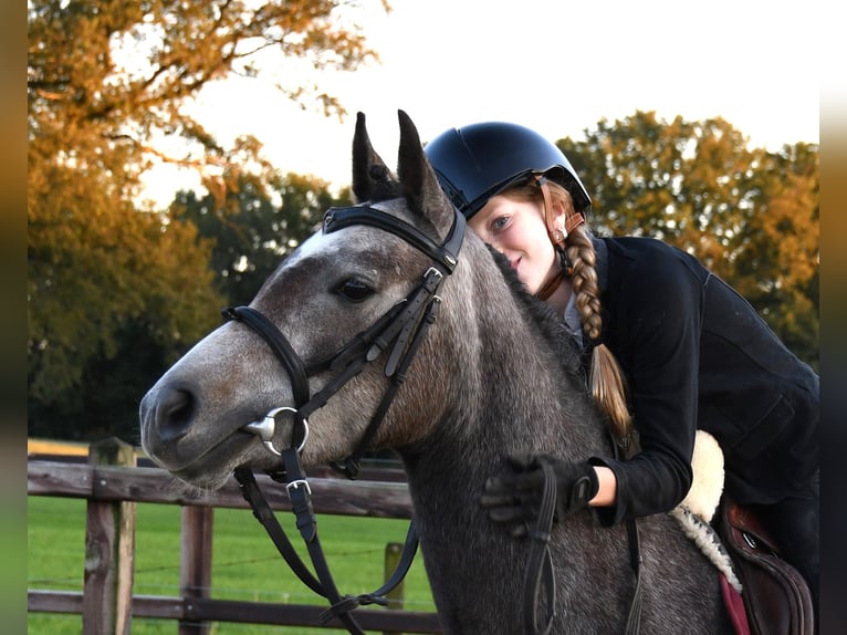 NRPS Mare 4 years 12,3 hh Gray in Markelo