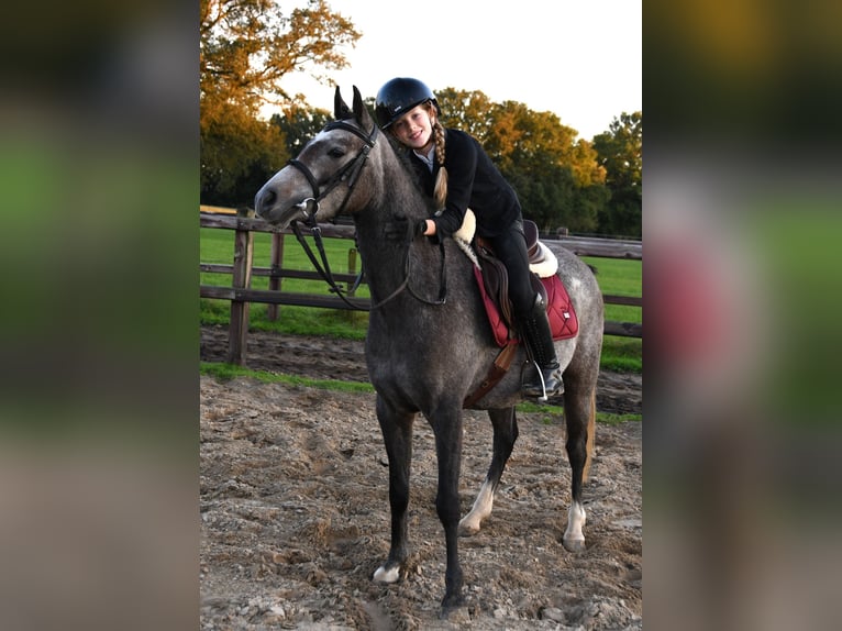 NRPS Mare 4 years 12,3 hh Gray in Markelo