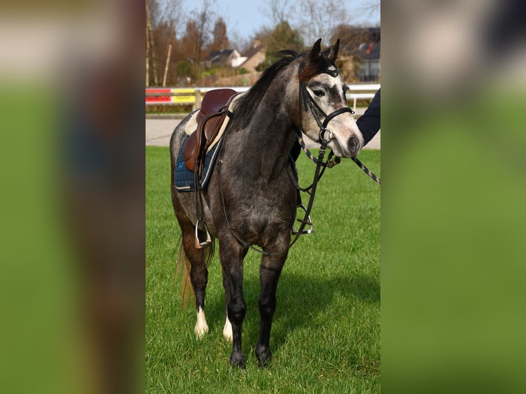 NRPS Mare 4 years 12,3 hh Gray in Markelo