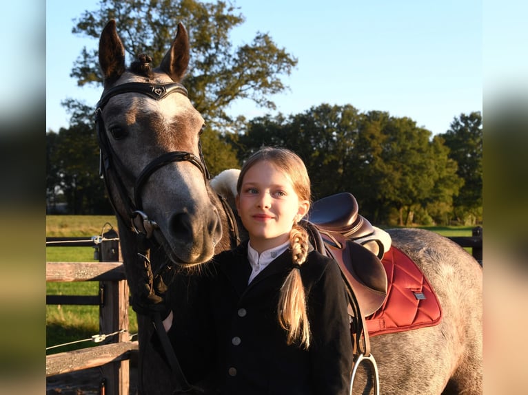 NRPS Mare 4 years 12,3 hh Gray in Markelo