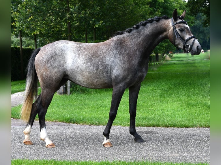 NRPS Mare 4 years 12,3 hh Gray in Markelo