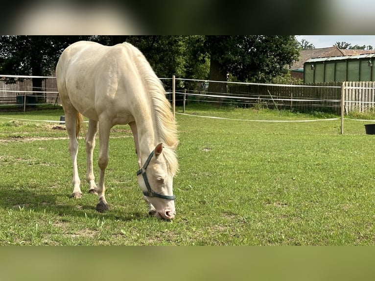 NRPS Mare 4 years 13,1 hh Cremello in Gangelt