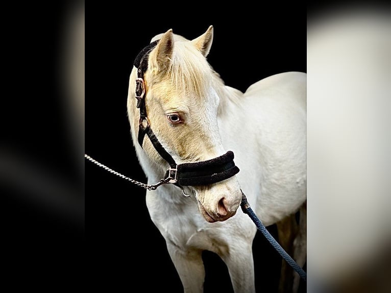 NRPS Mare 4 years 13,1 hh Cremello in Gangelt