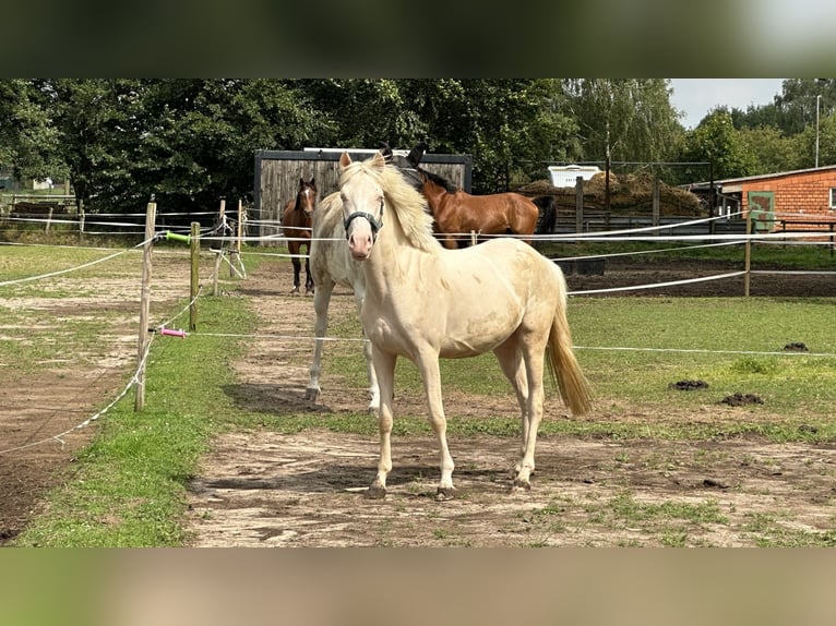 NRPS Mare 4 years 13,1 hh Cremello in Gangelt