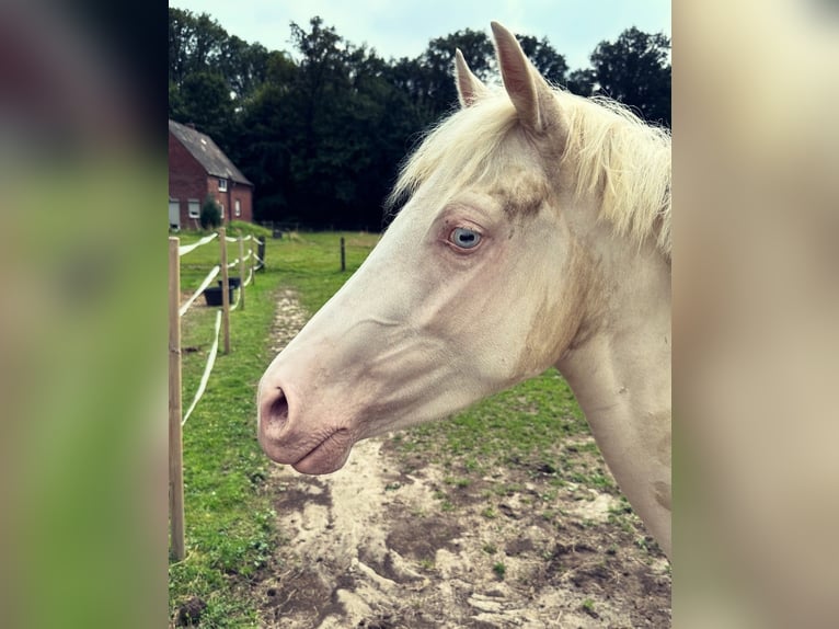 NRPS Mare 4 years 13,1 hh Cremello in Gangelt